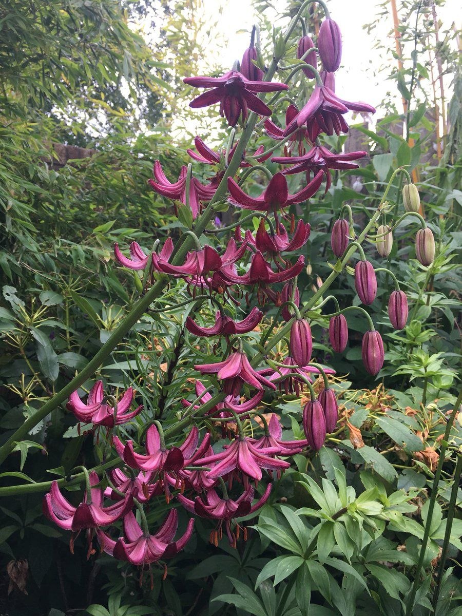 Лилия кудреватая пересадка