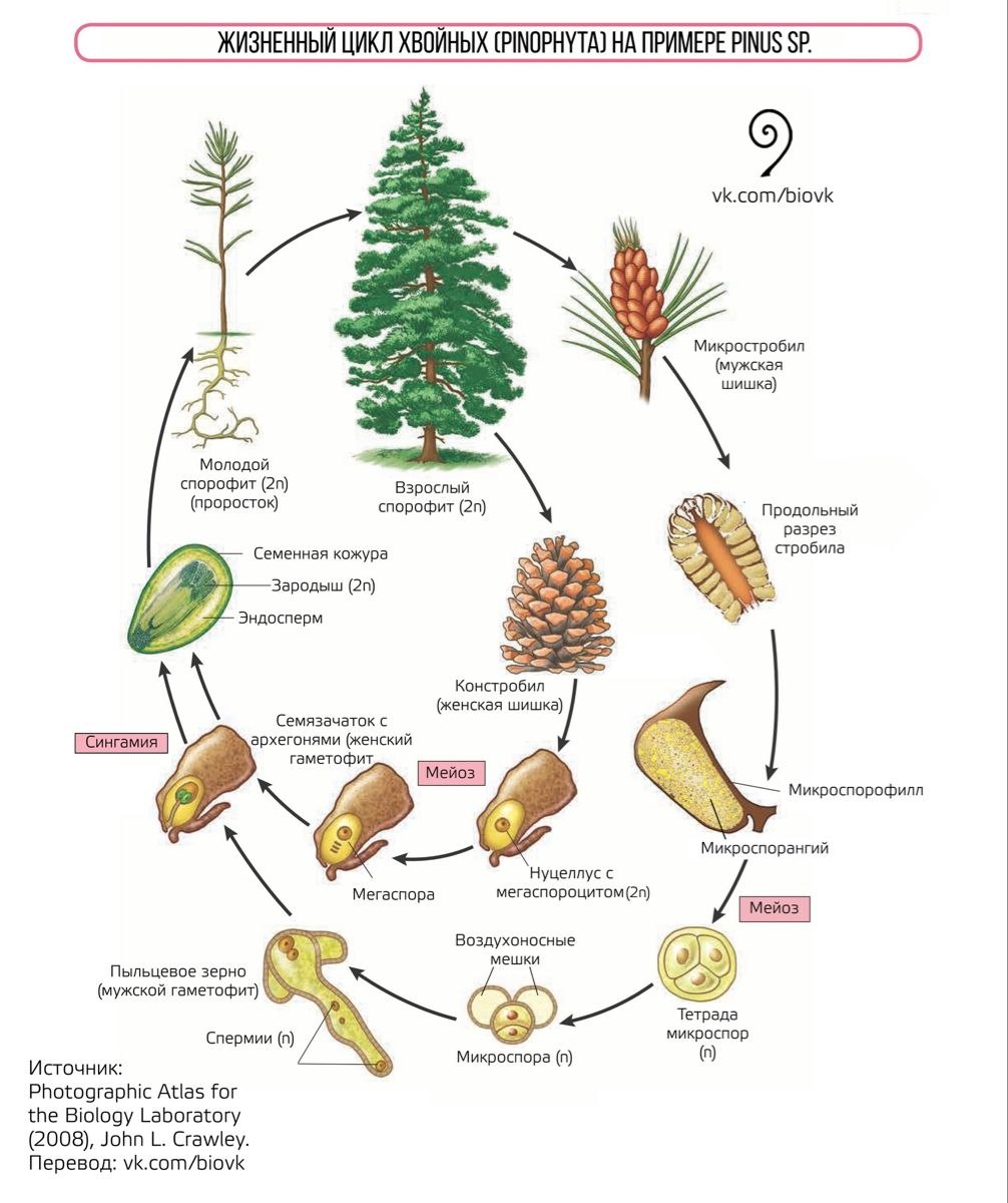 Суждения о размножении хвойных растений. Цикл развития голосеменных схема. Жизненный цикл сосны обыкновенной схема. Цикл развития голосеменных растений схема. Жизненный цикл голосеменных растений схема.
