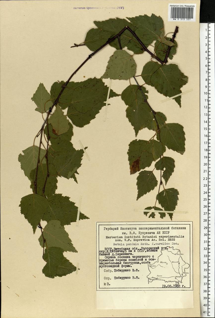 Береза повислая формула цветка