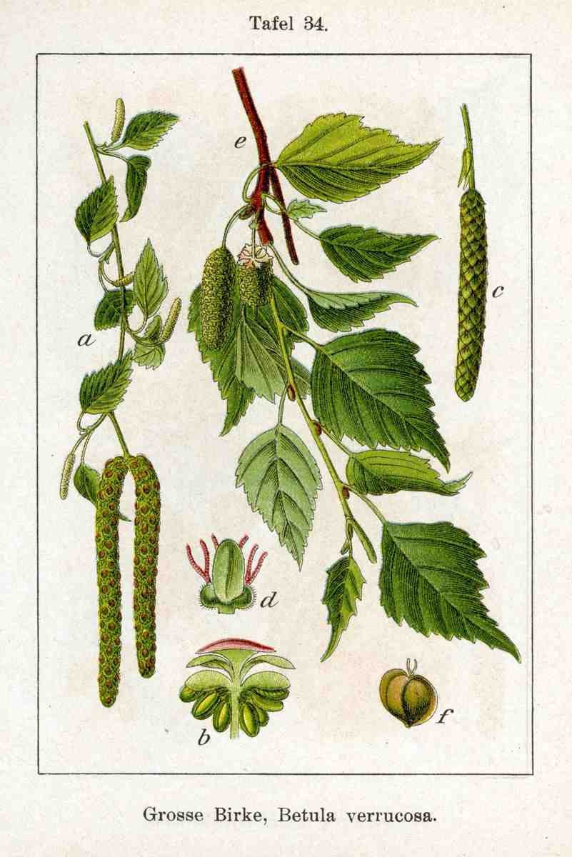 Береза повислая Ботаническая иллюстрация