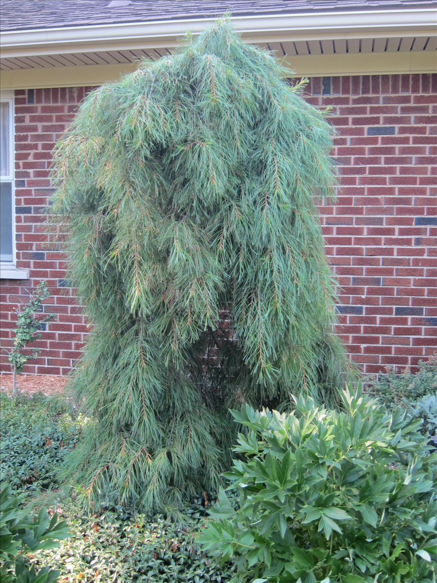 Сосна Горная Мугус ниваки