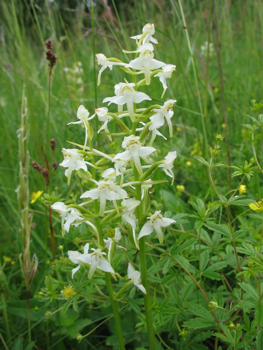 Лесная Орхидея Любка двулистная