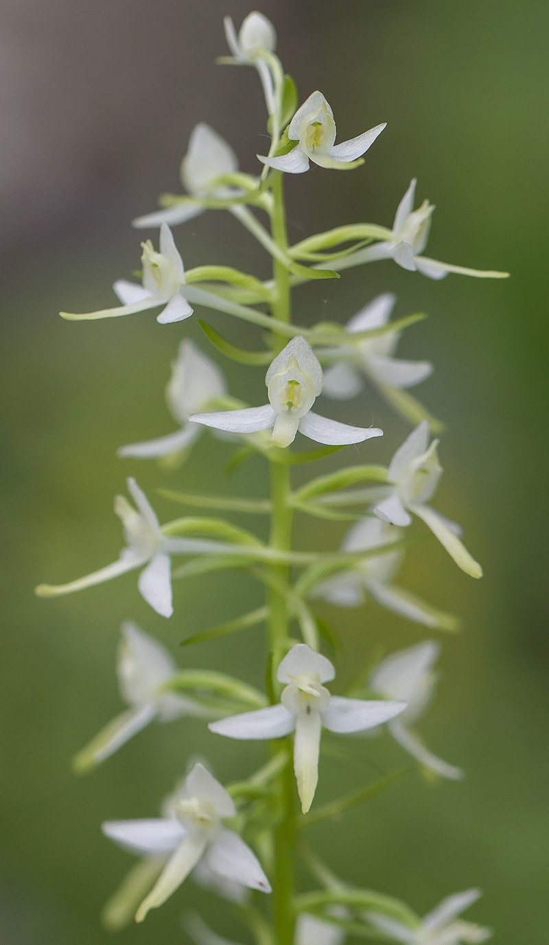 Лесная Орхидея Любка двулистная