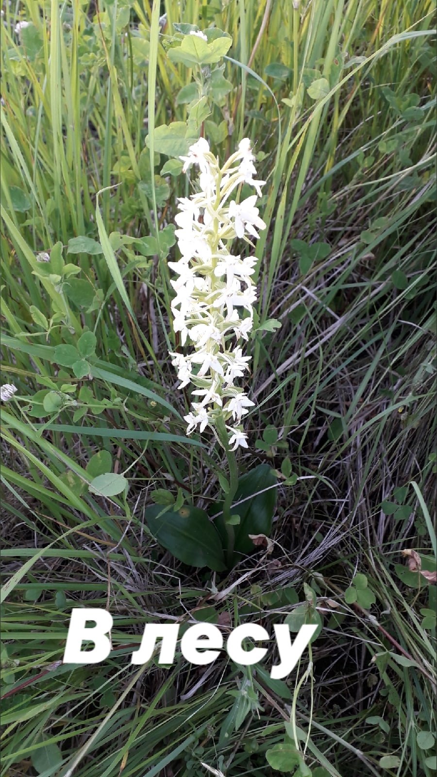 Любка двулистная орхидея