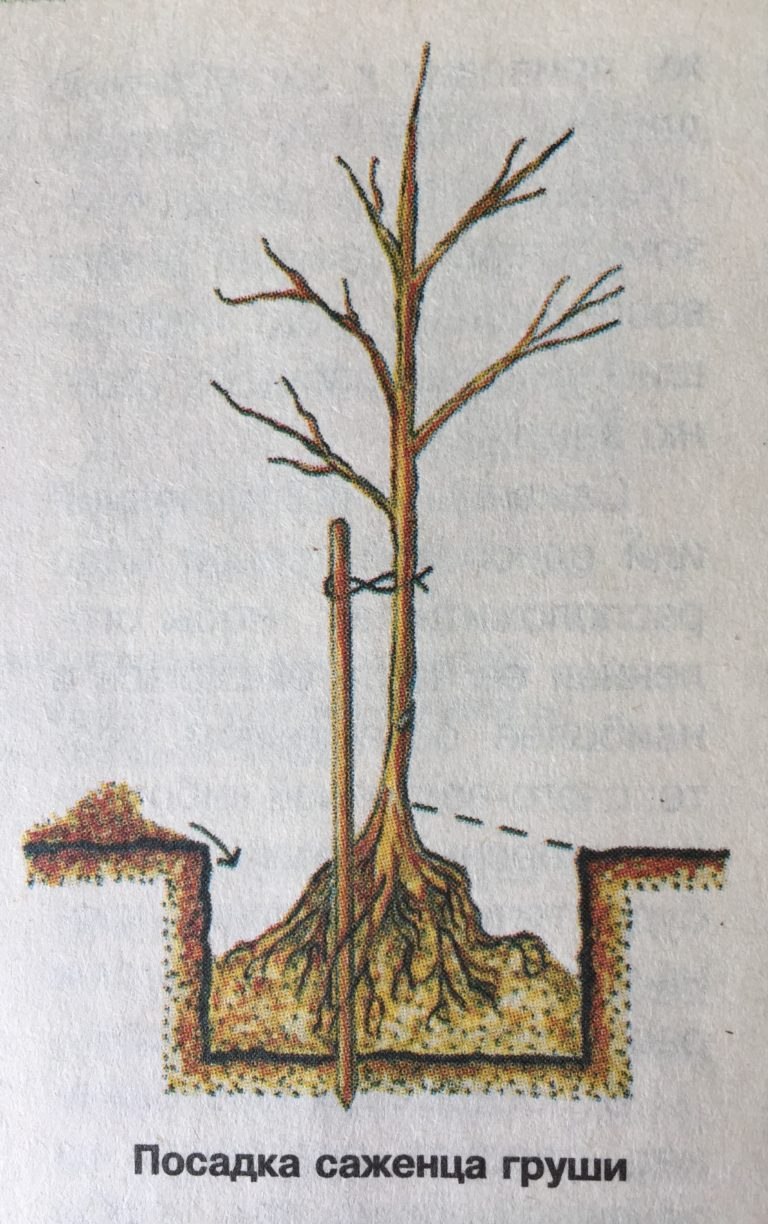 Корневая шейка у саженца жимолости
