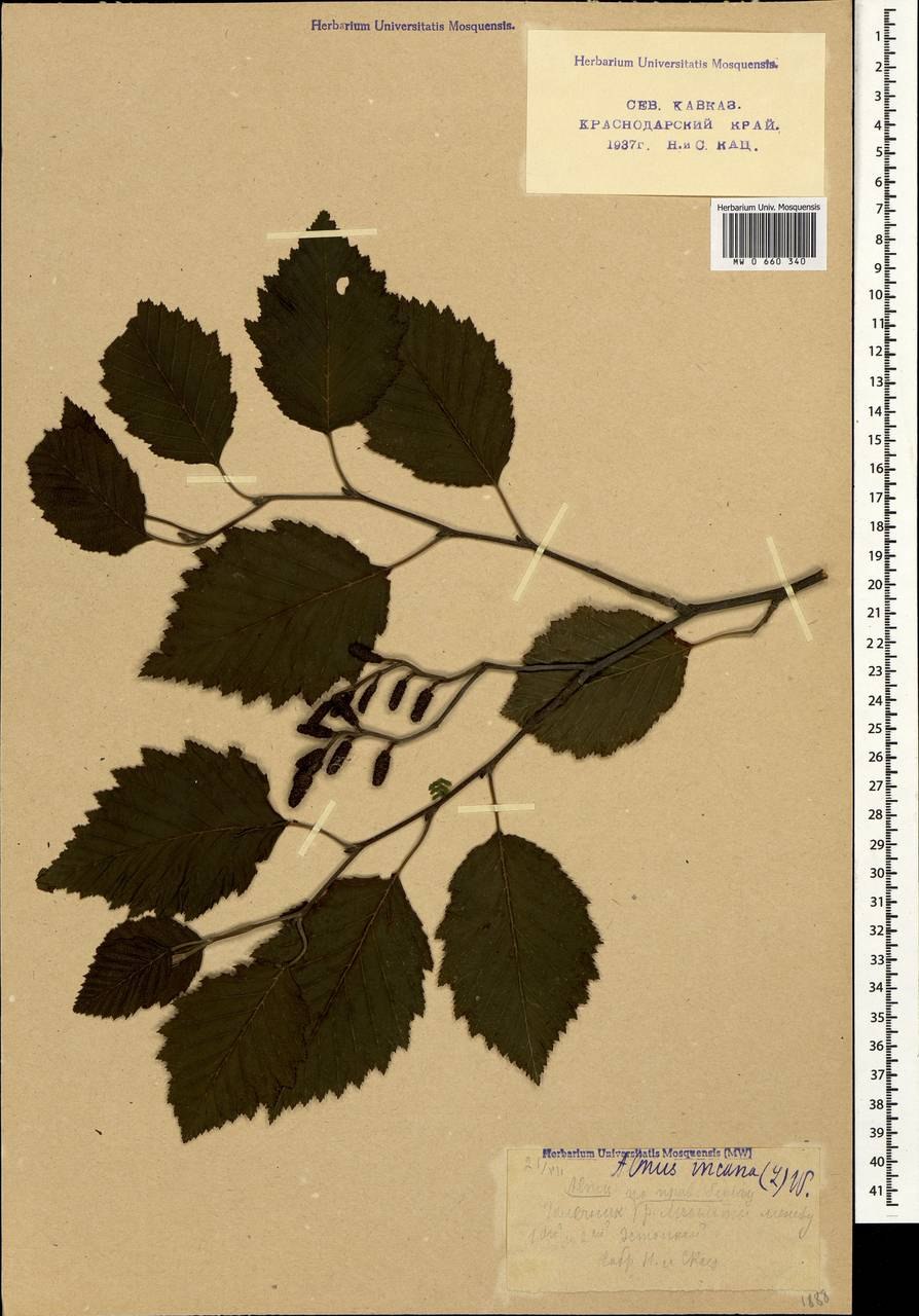 Ольха полезные свойства