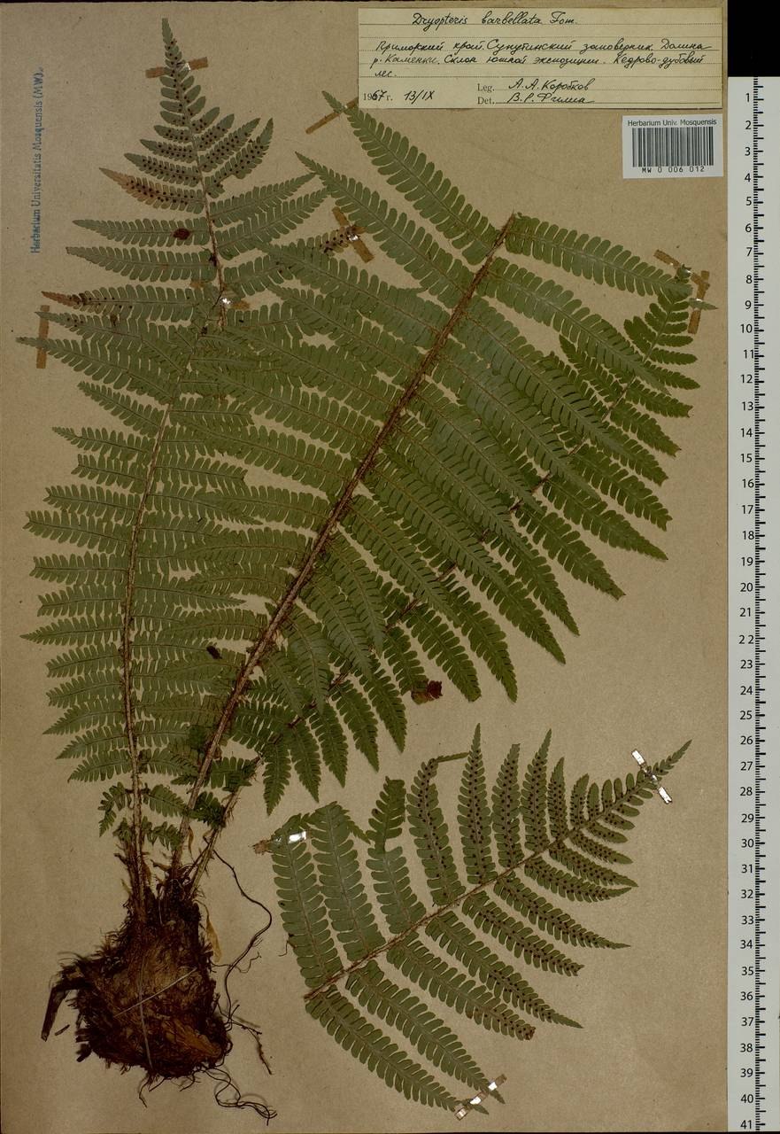 Многорядник Щитовник толстокорневищный