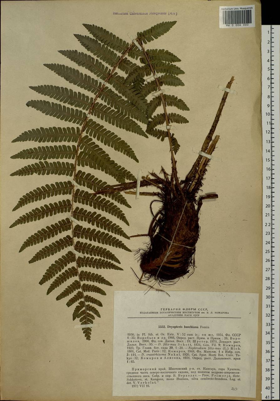 Щитовник толстокорневищный