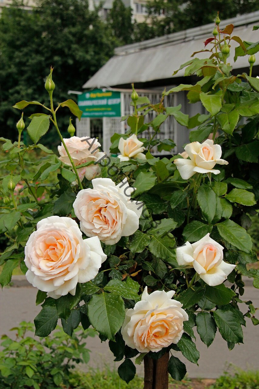 Чайная роза Чандос Бьюти