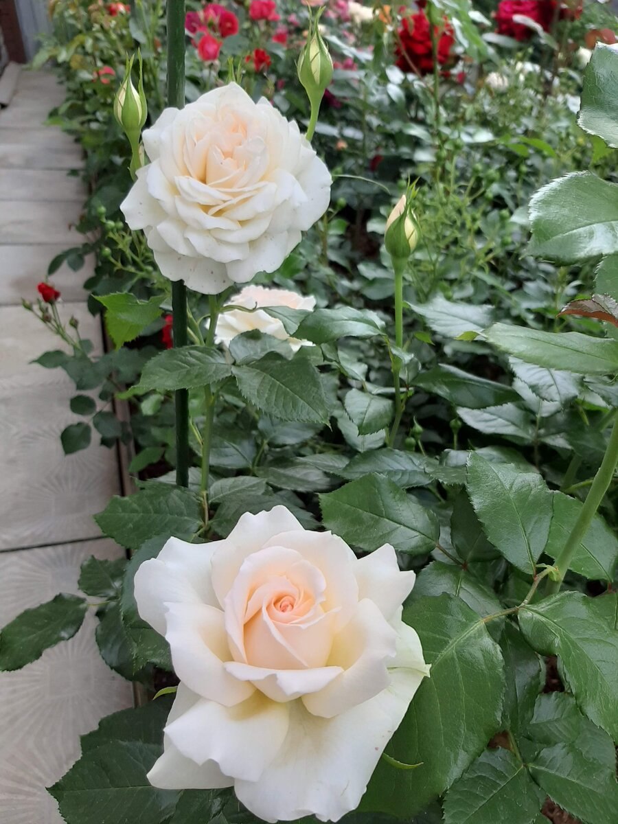 Чандос Бьюти (Chandos Beauty)