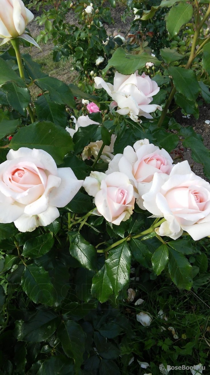 Роза Ричард Чичестер