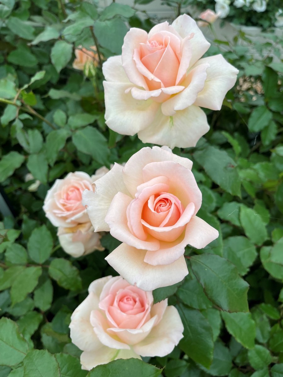 Роза Чамбес Бьюти