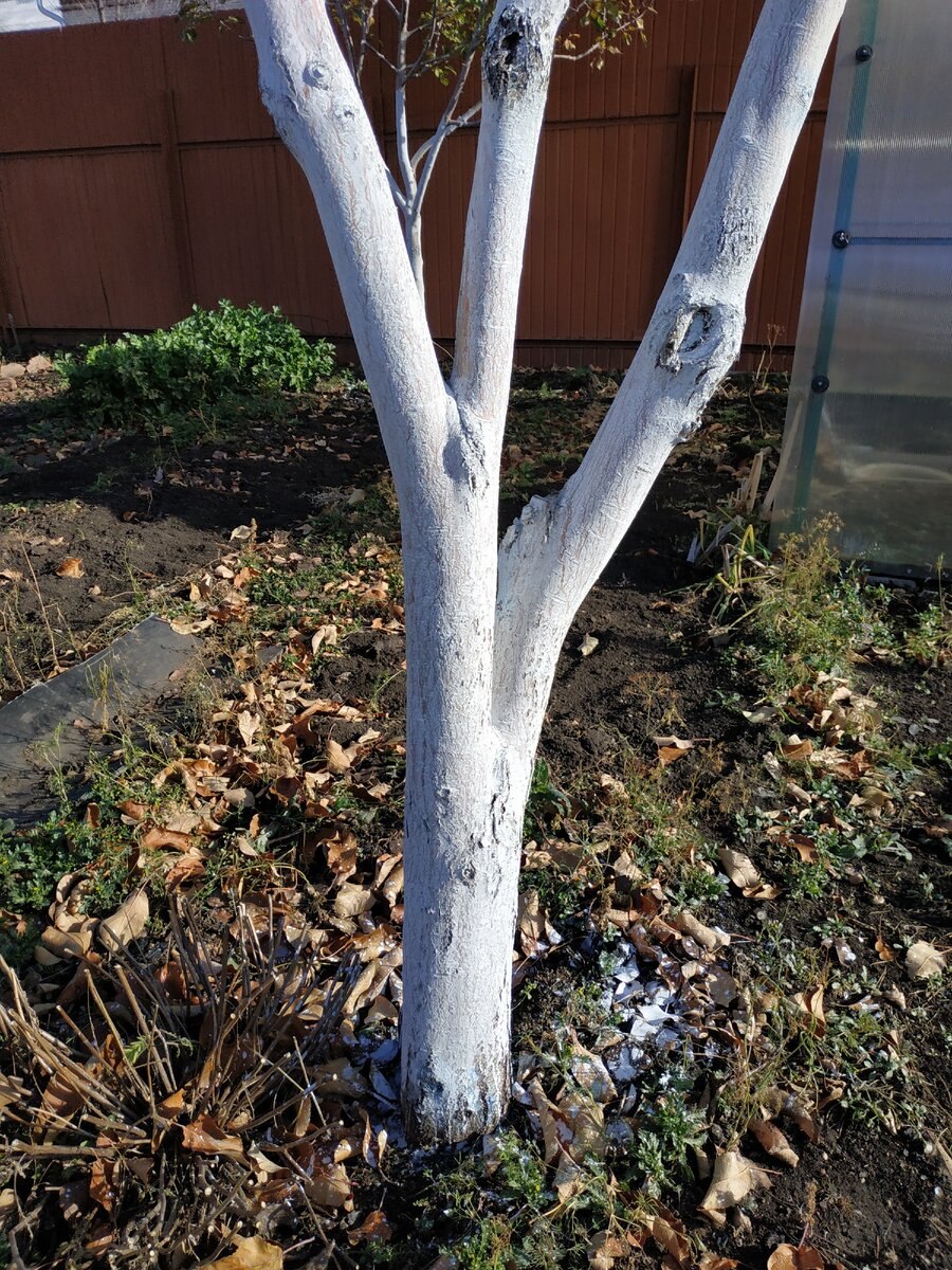 Побелка деревьев в саду весной