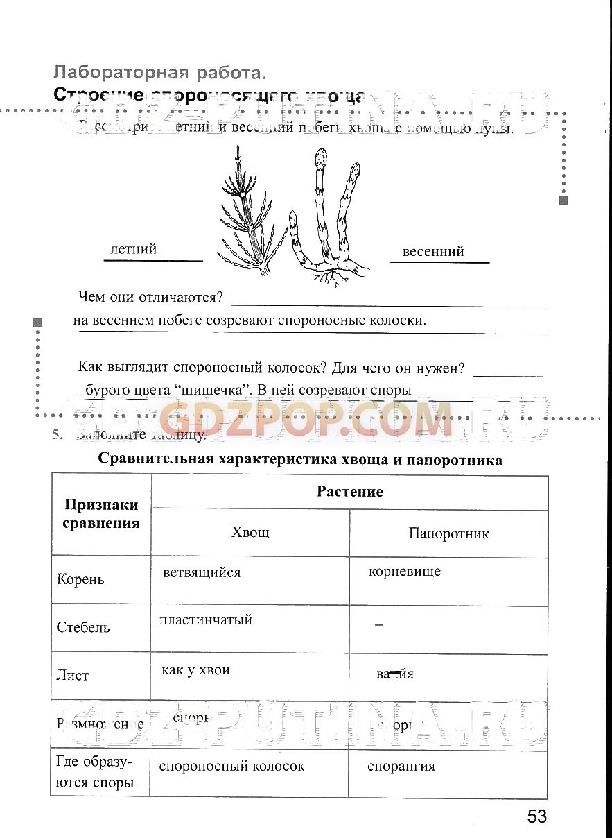 Выполните лабораторную работу строение спороносящего папоротника укажите что обозначено на рисунке