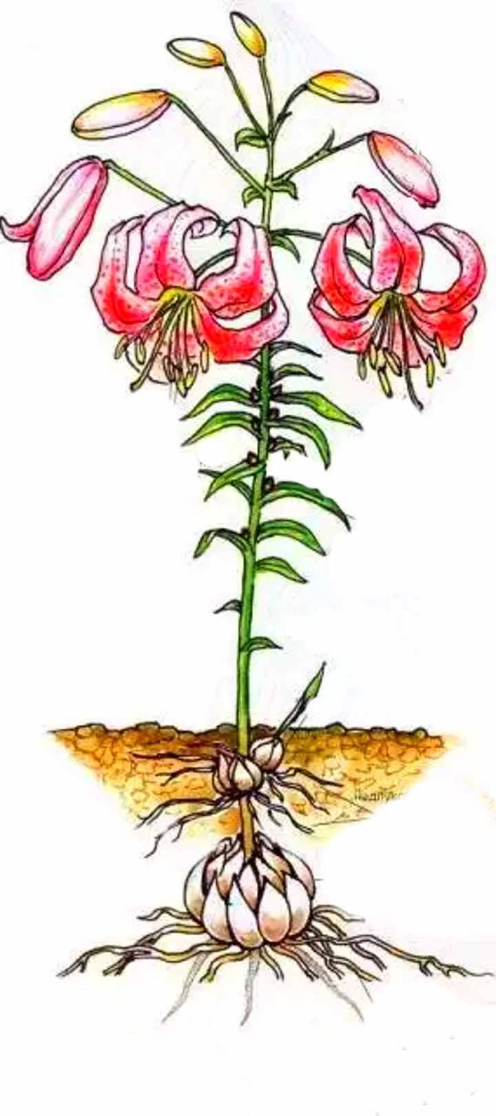 Lilium martagon гербарий