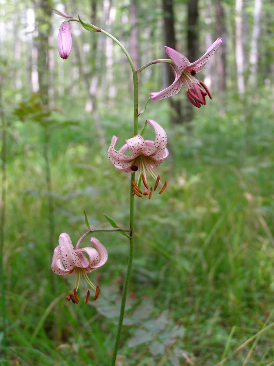 Лилия кудреватая систематика
