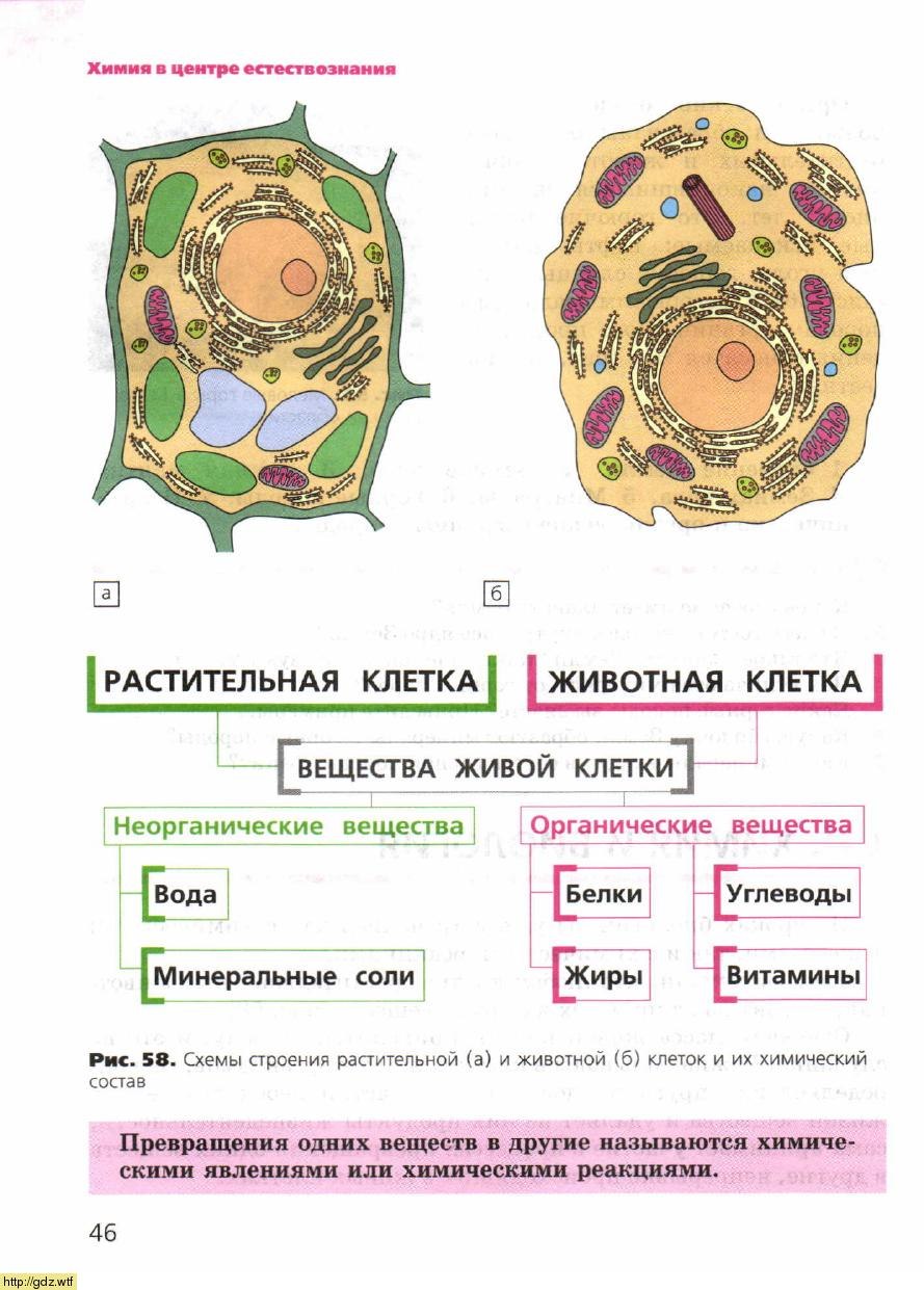 Химический состав клетки 7 класс схема