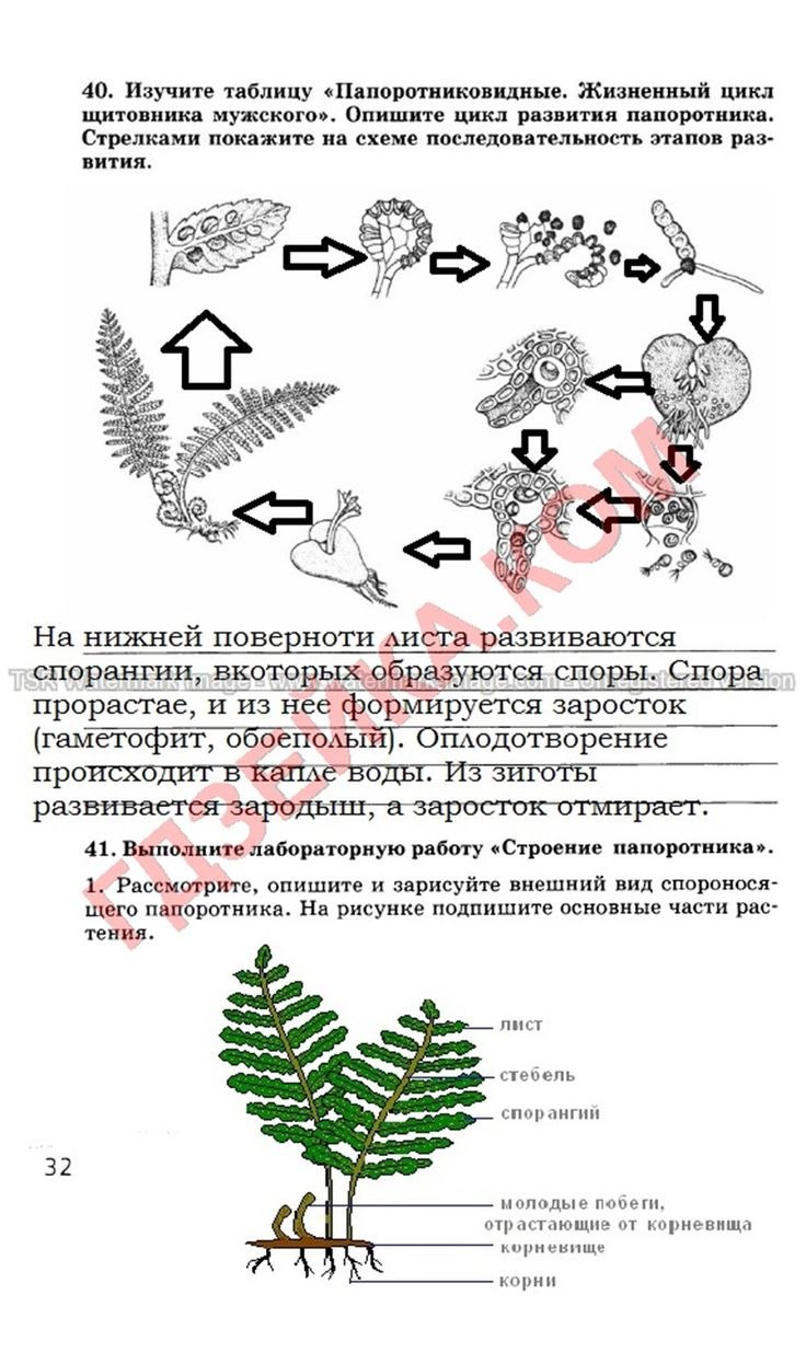 Папоротник Дриоптерис