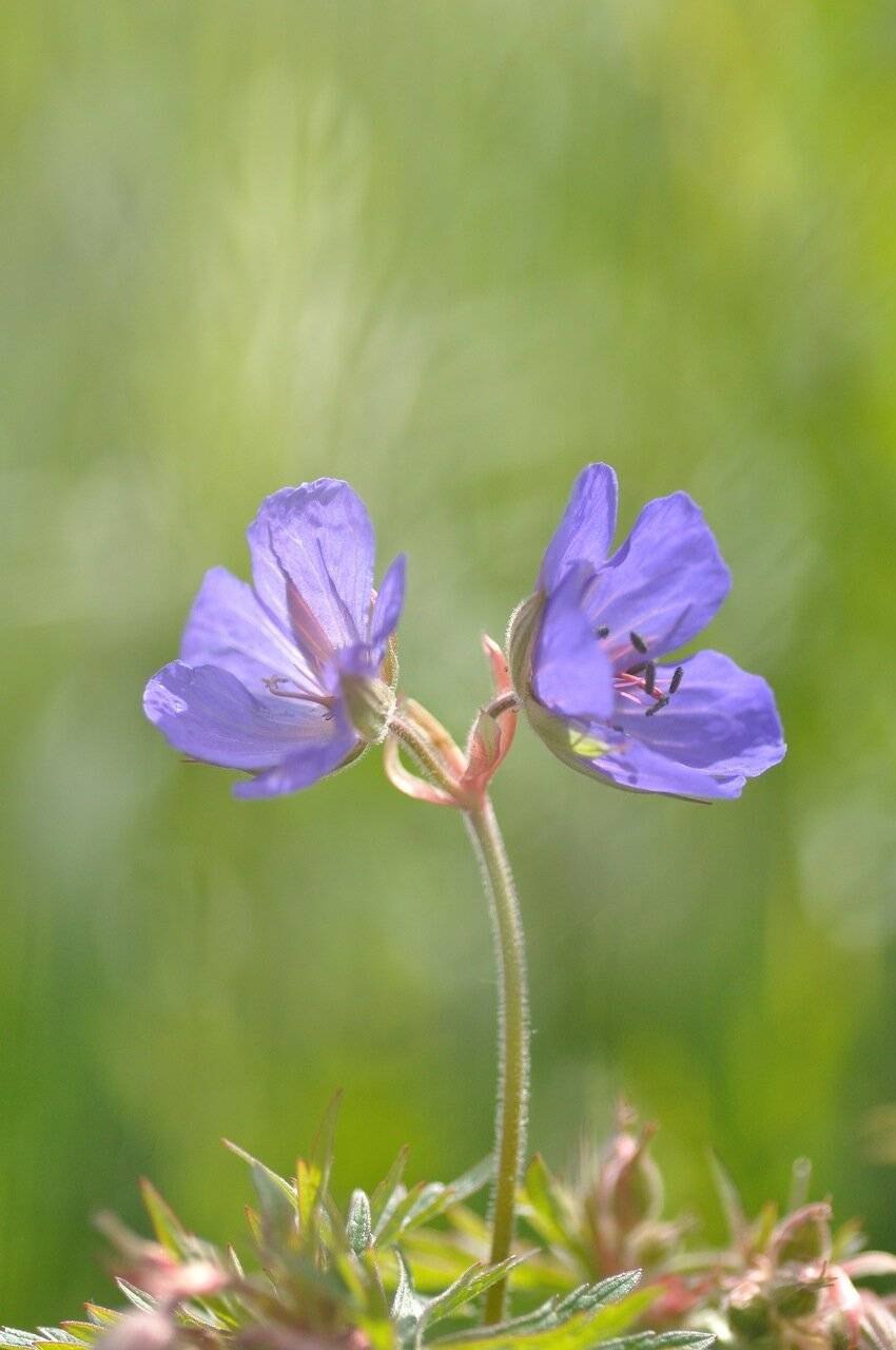Герань цветок чашелистики
