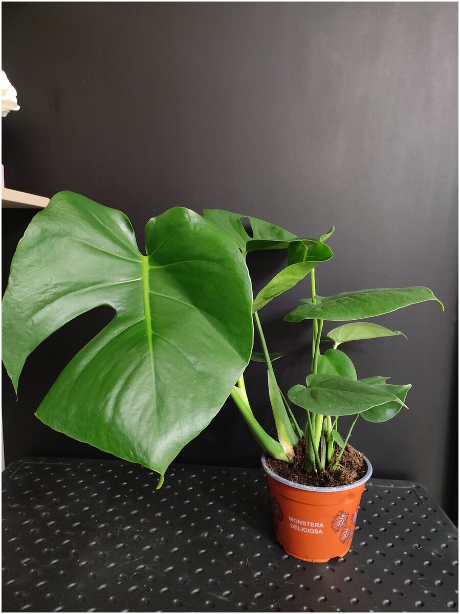 Монстера obliqua Monkey Leaf