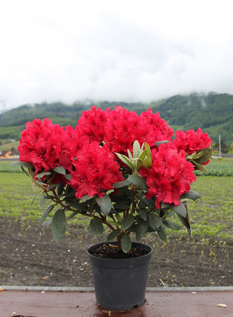 Рододендрон Red Jack