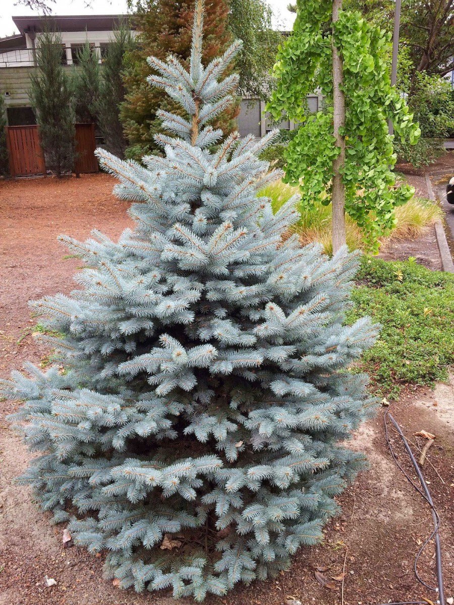 Ель колючая (Picea pungens Royal Blue