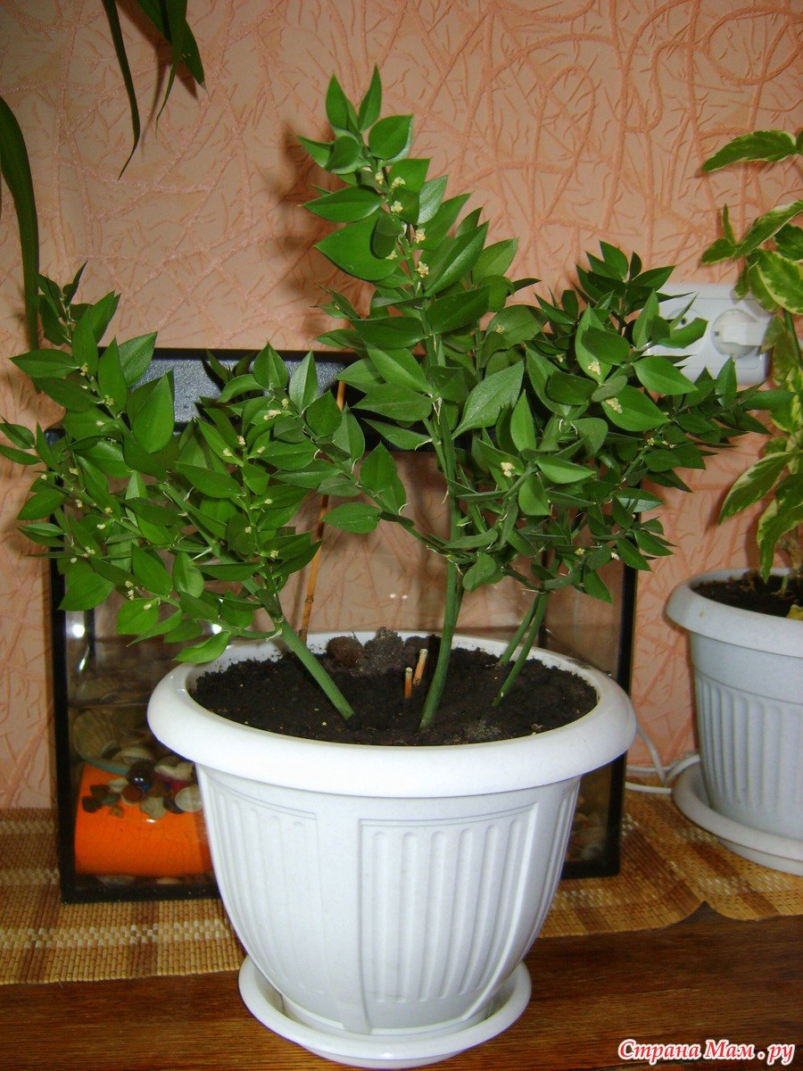 Иглица подъязычная (Ruscus hypoglossum)