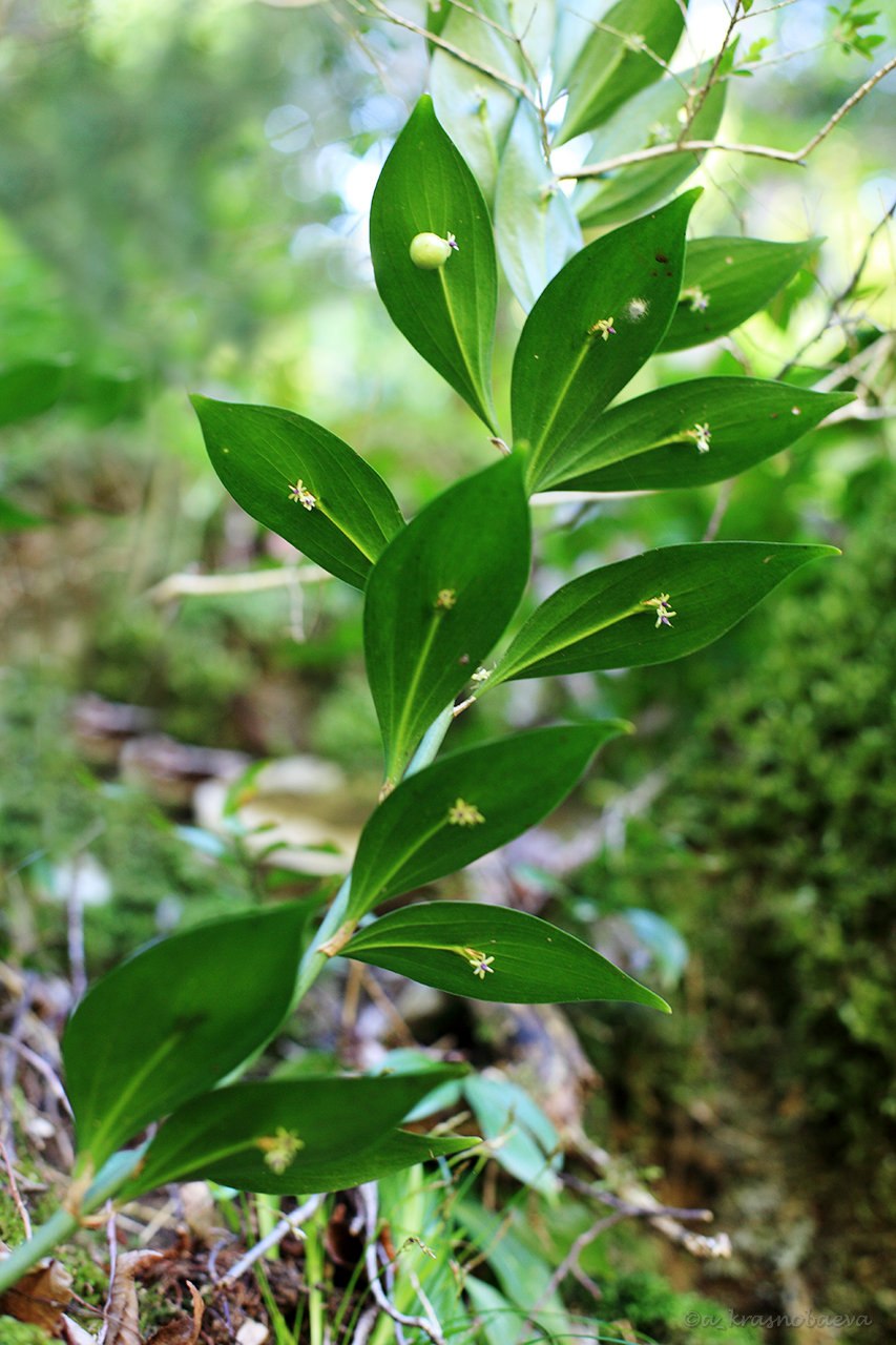 Рускус hypophyllum