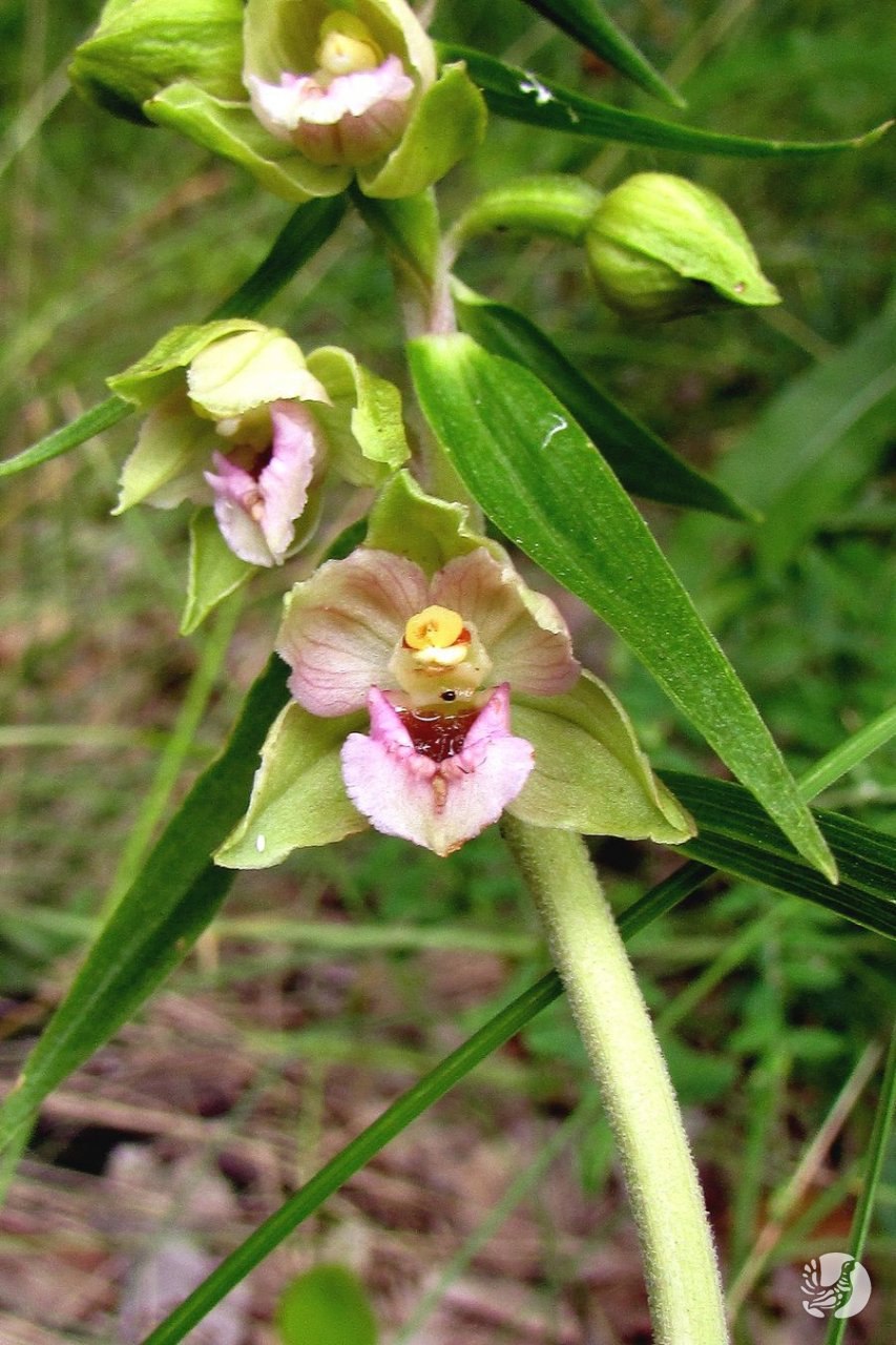 Дремлик (Epipactis gigantea) 'Night serpentine'