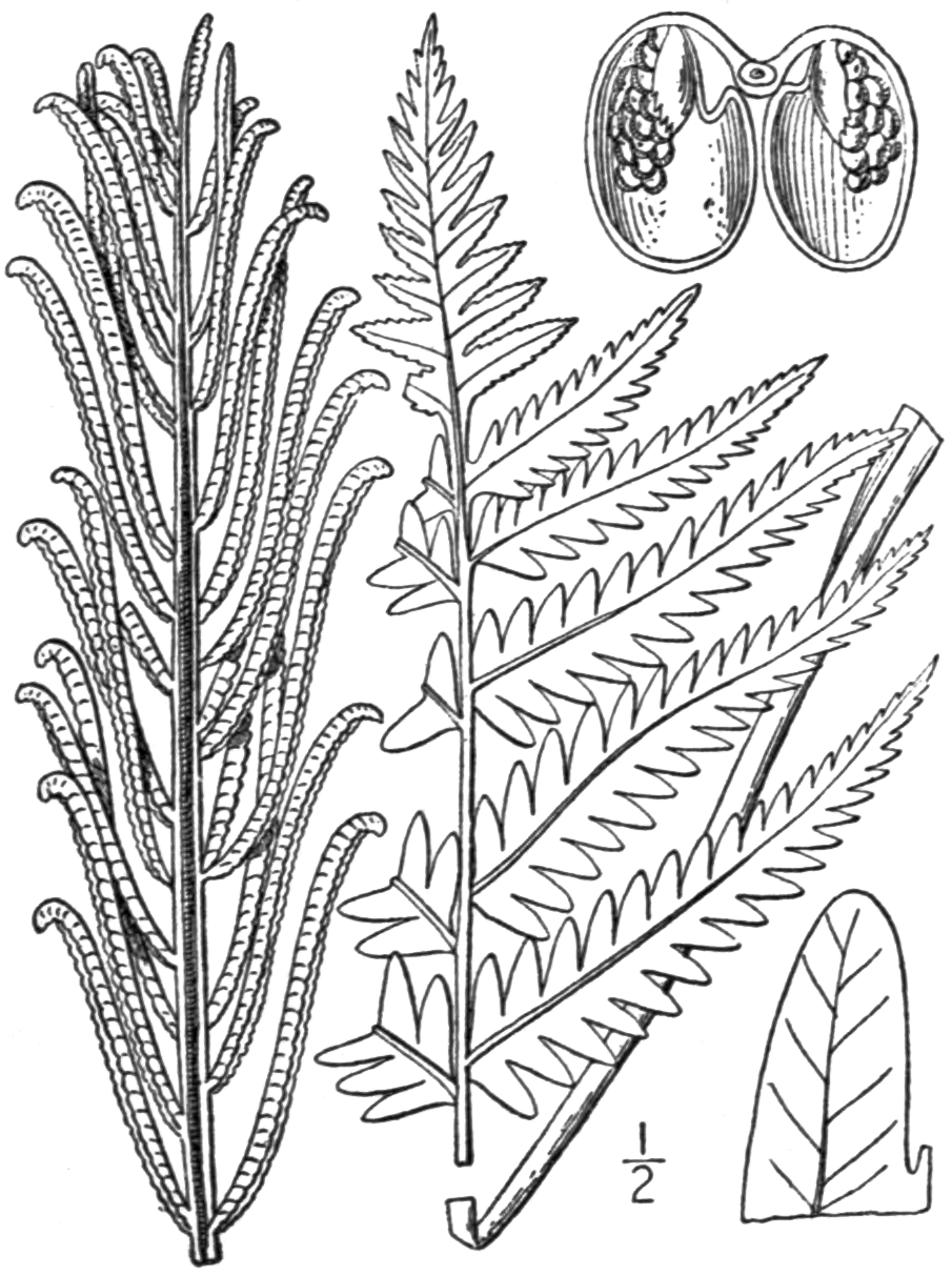 Страусник сорусы