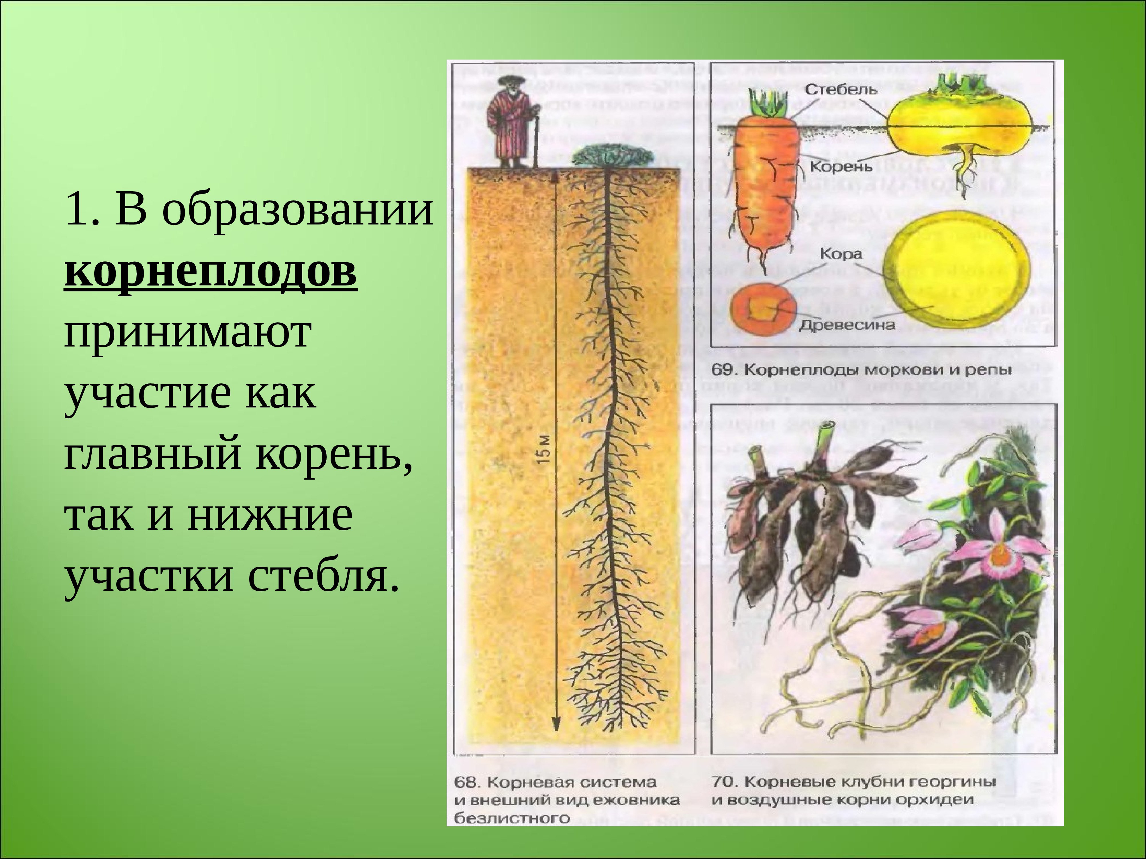 Ботаника в системе. В образовании корнеплодов участвуют. Строение корня. В образовании корнеплодов принимает участие корни. Ботаника корневая система.