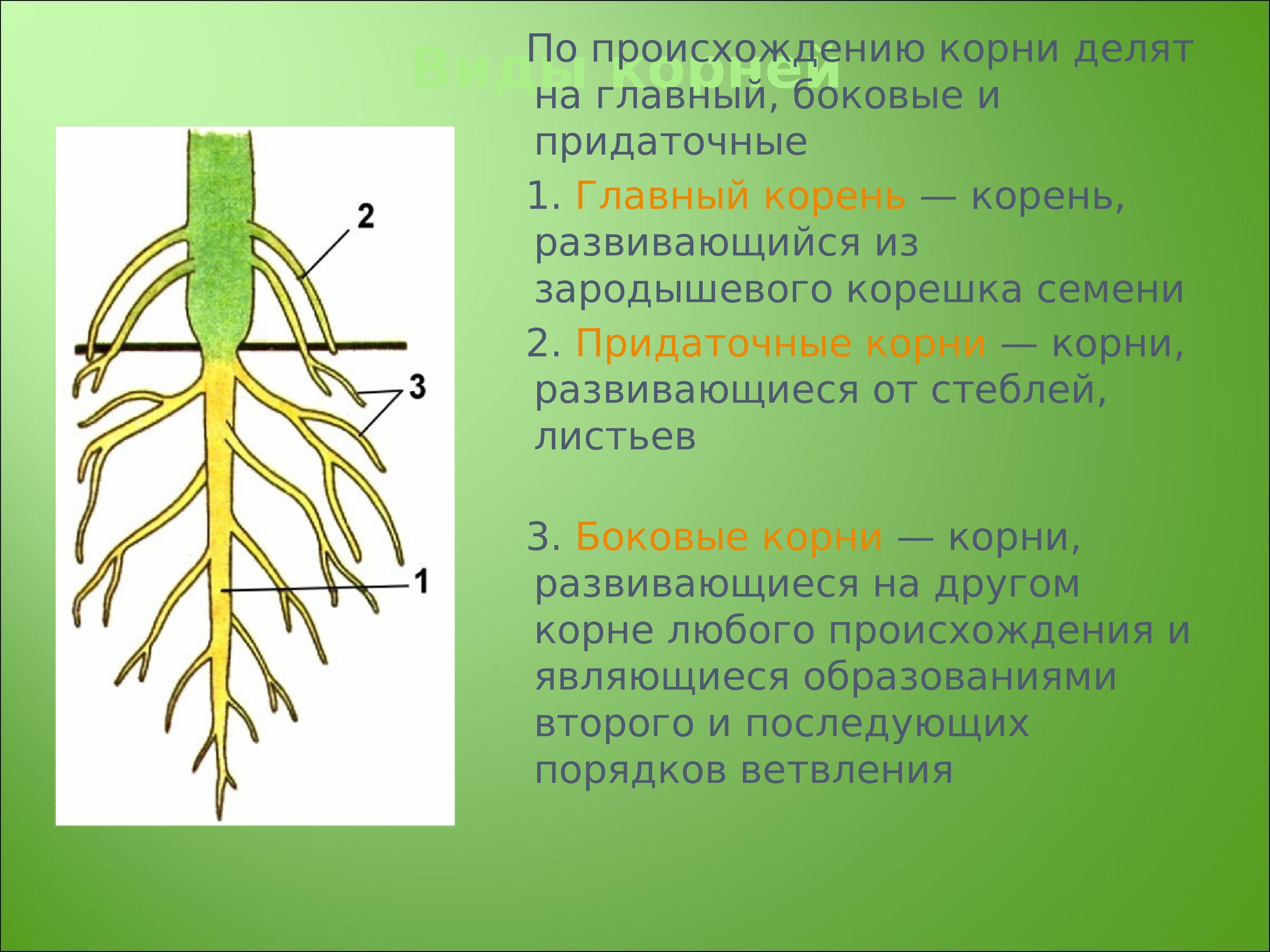 Образование главного корня. Корень (ботаника). Боковые и придаточные корни.
