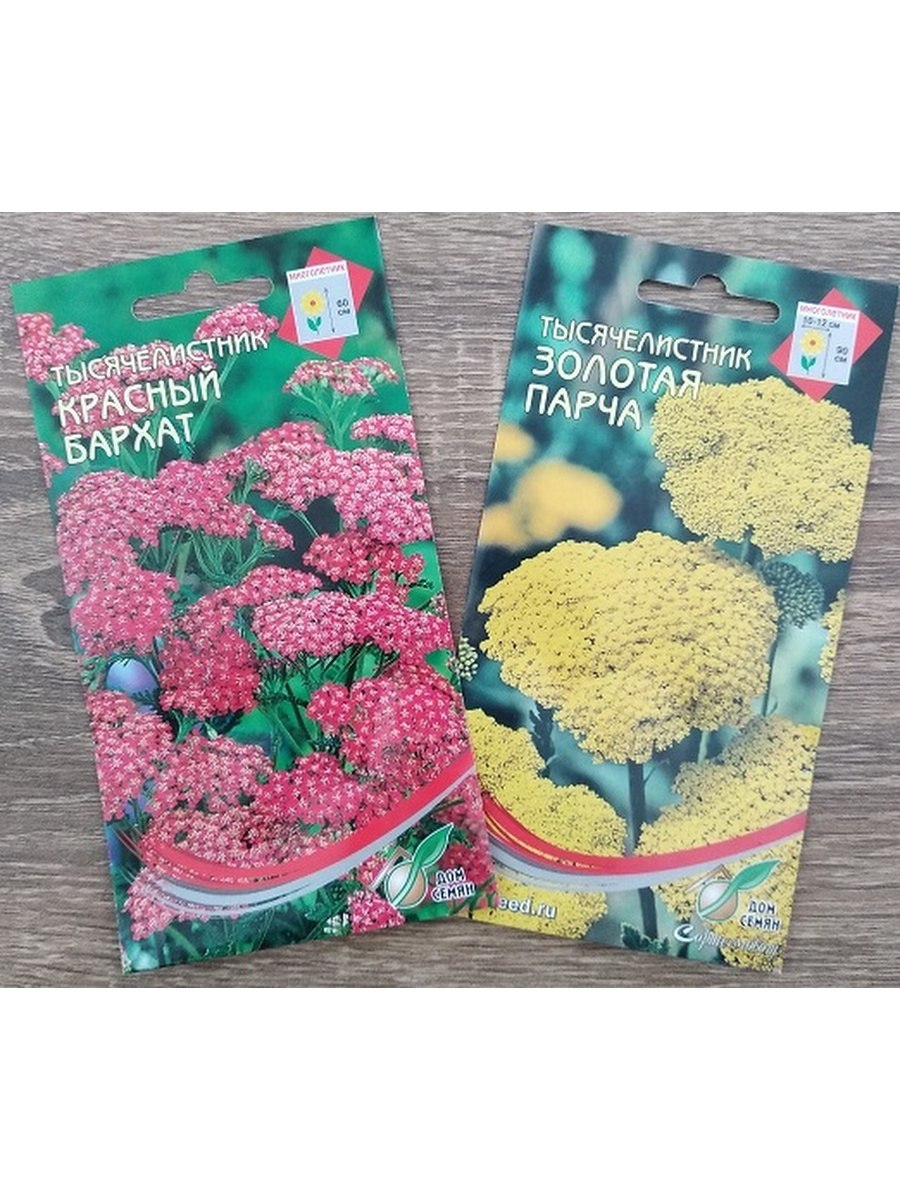 Семена тысячелистник Золотая парча купить