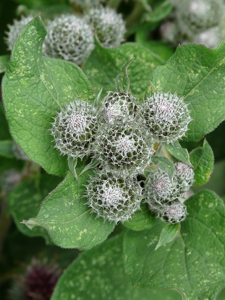 Репейник (Burdock)