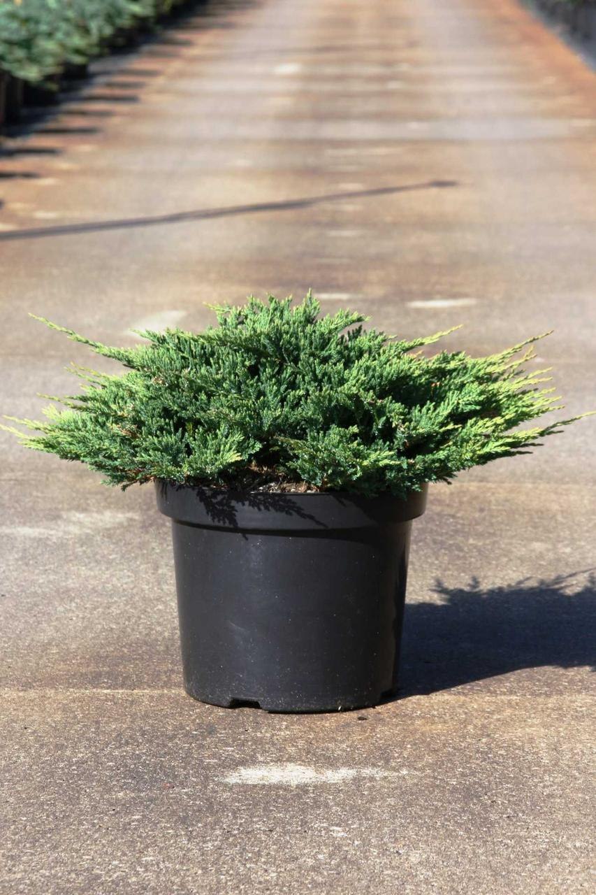 Juniperus horizontalis