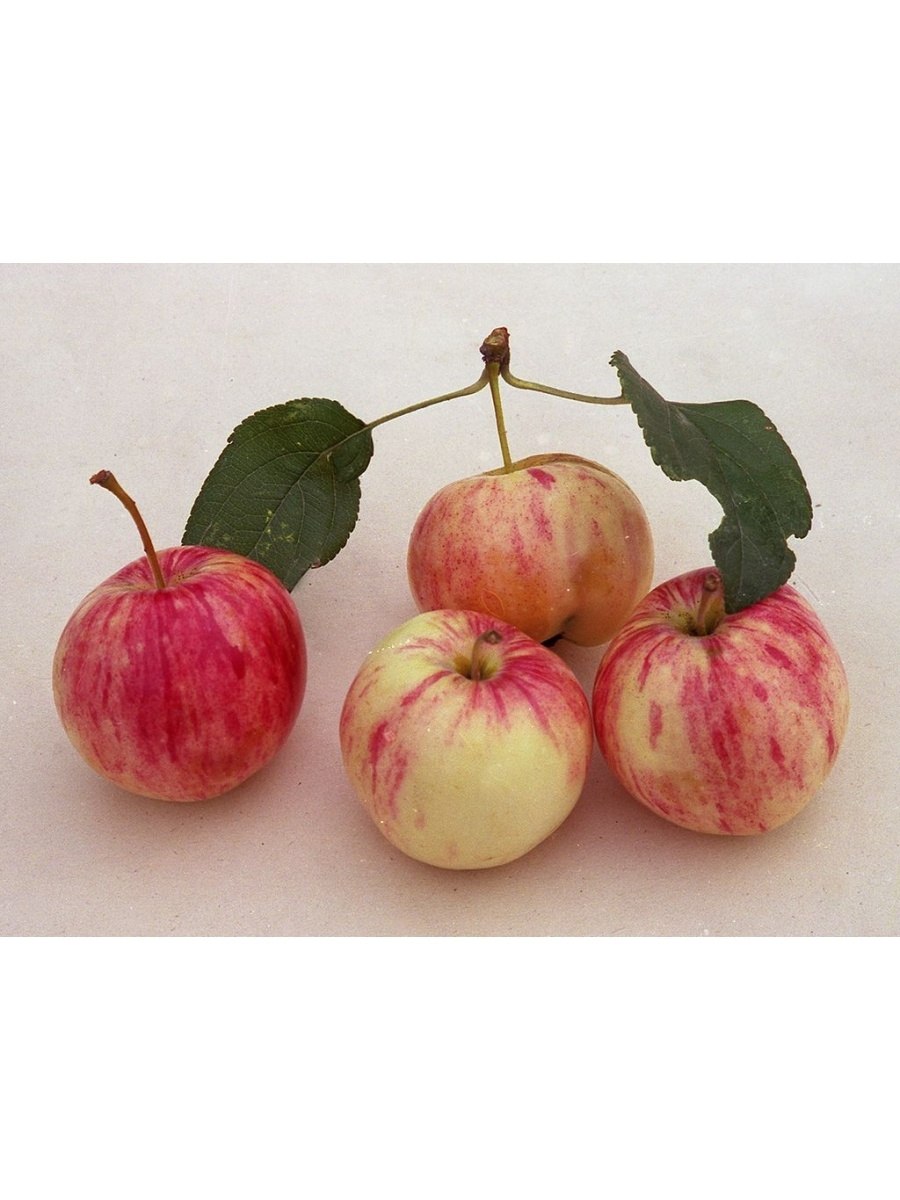 Яблоня Грушовка Московская