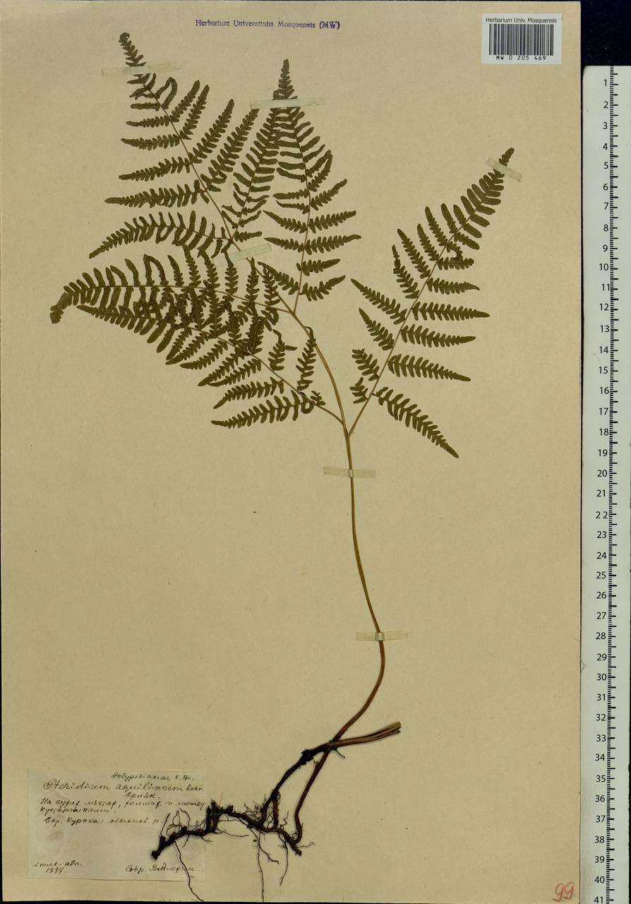 Pteridium pinetorum c.n. Page & r.r. Mill