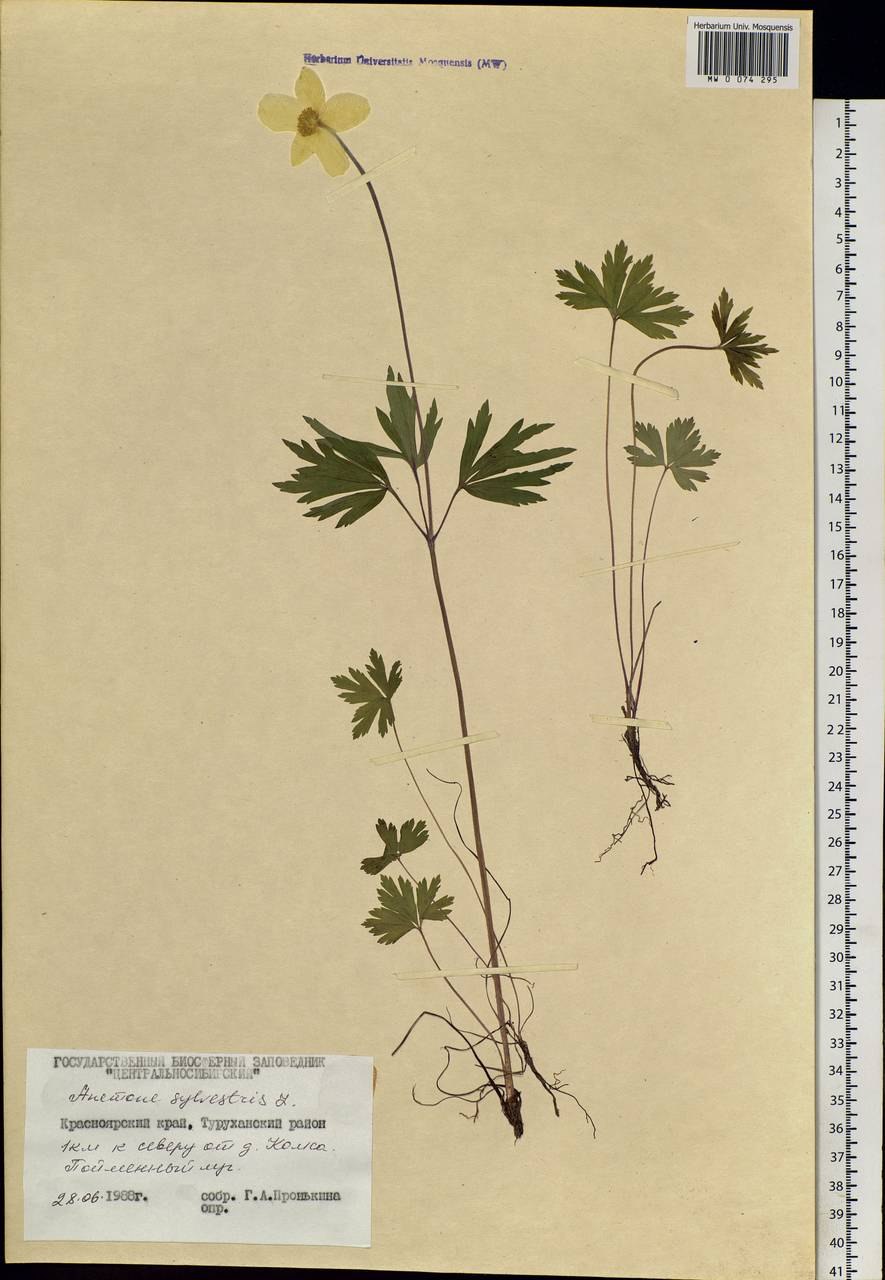 Ветреница гербарий