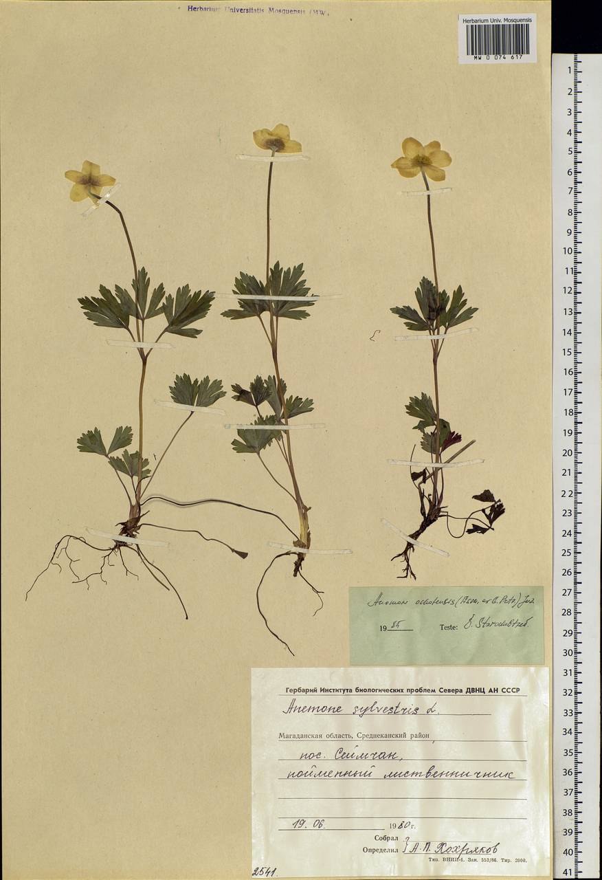 Ветреница лесная жизненная форма по раункиеру