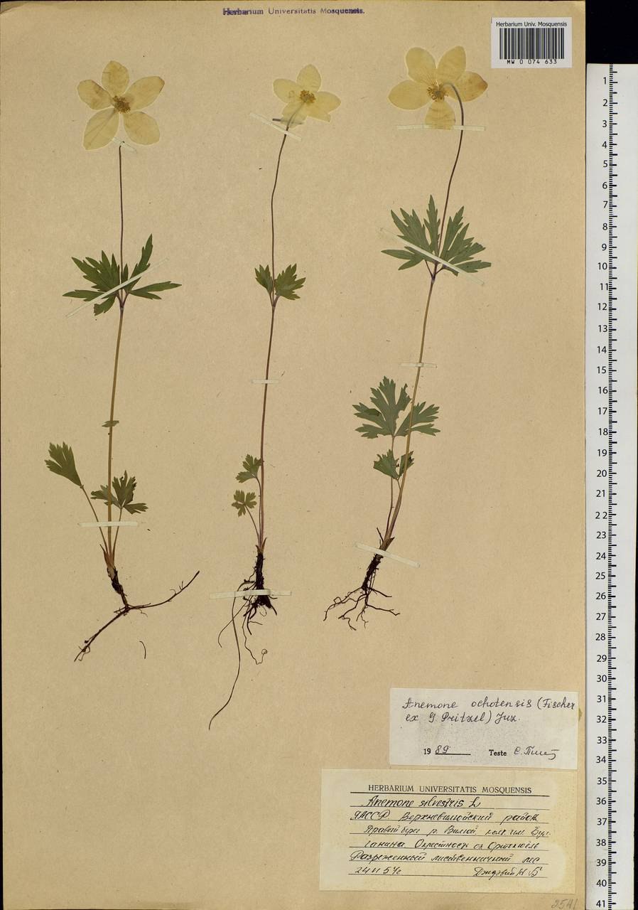 Строение цветковых растений