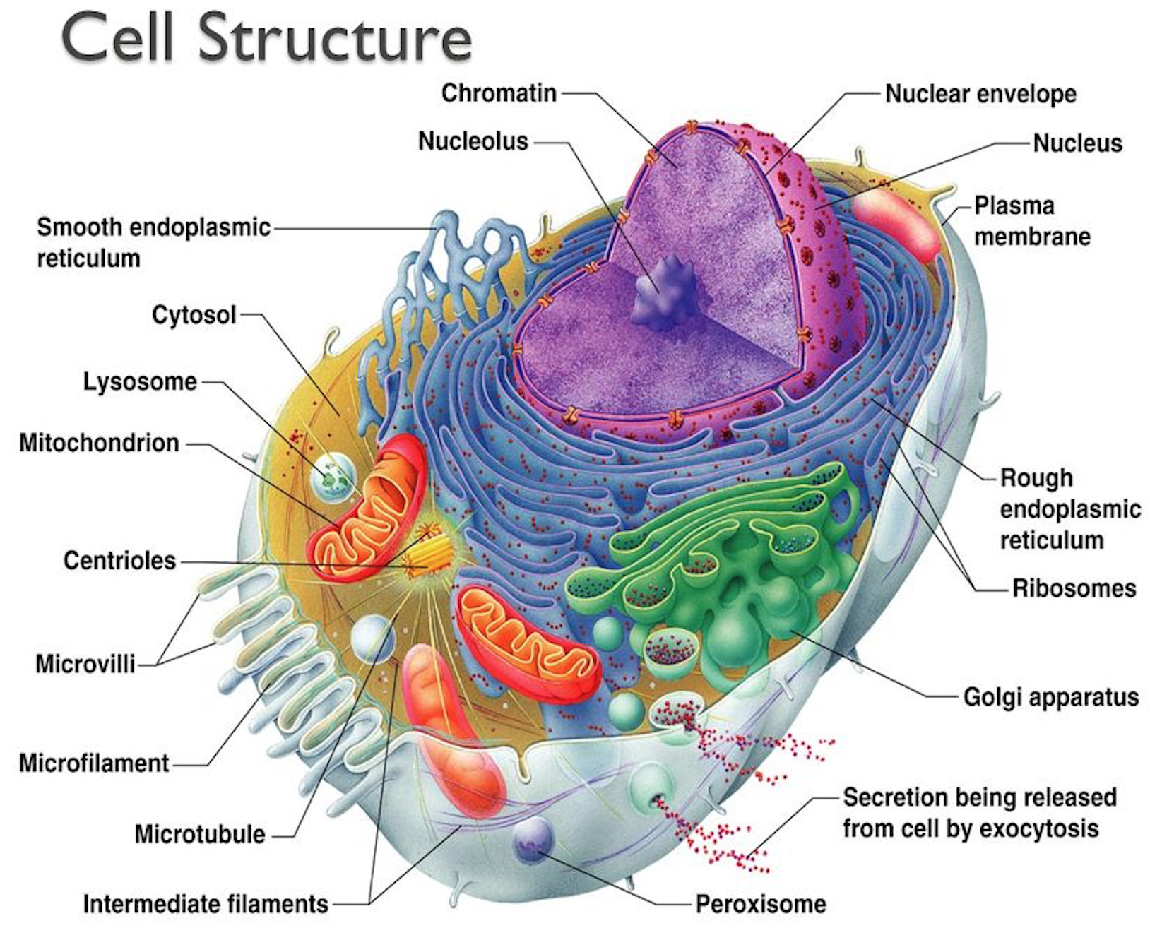 Органоид называемый энергетической станцией клетки