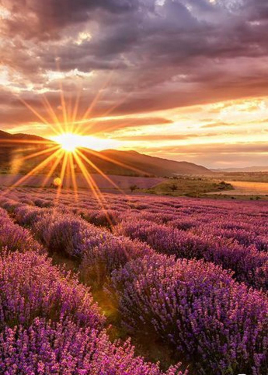 Лавандовое поле Анапа