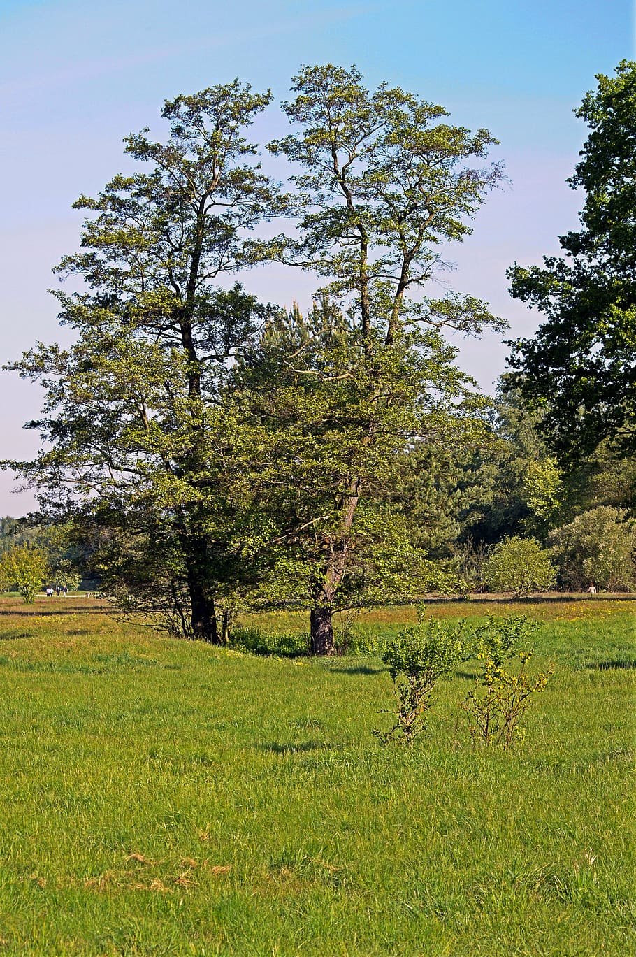 Ольха Сибирская