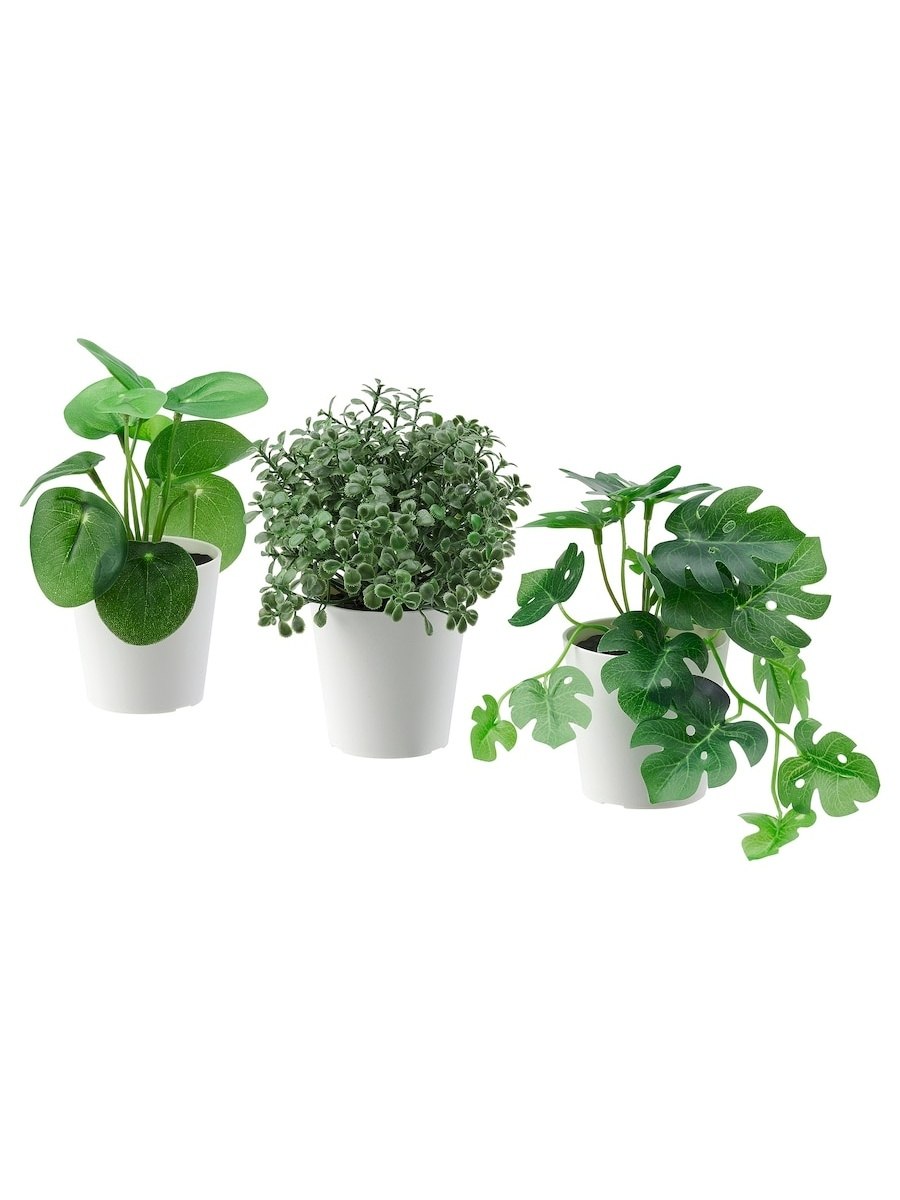 Растение суккулент икеа