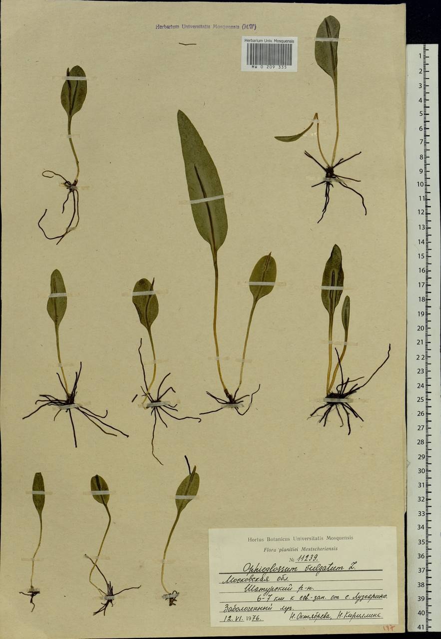 Ophioglossum vulgatum гербарий