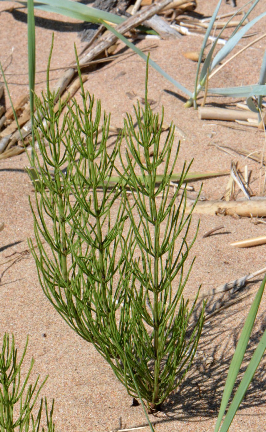 Хвощ полевой (Equisetum arvense)
