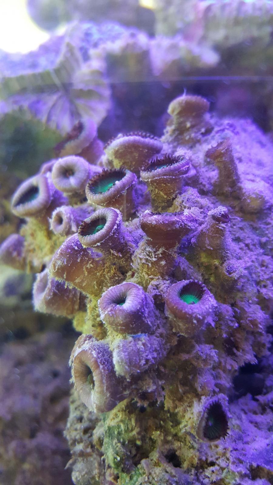 Зеленые водоросли в морском аквариуме