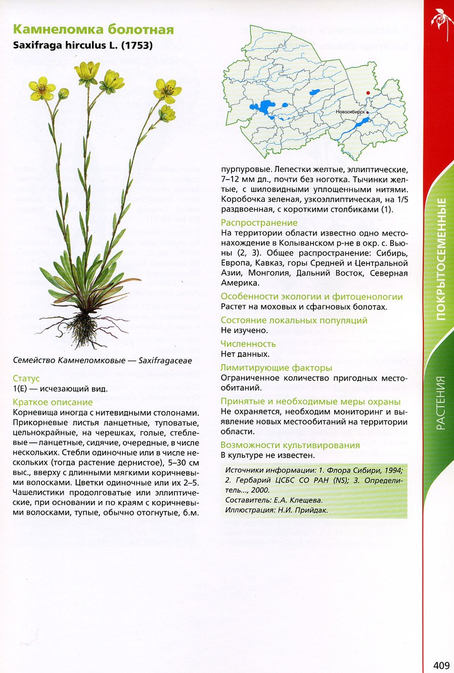 Камнеломка Болотная