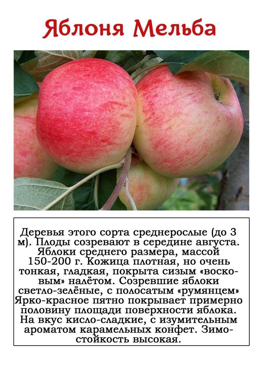 Яблоня сорт чемпион
