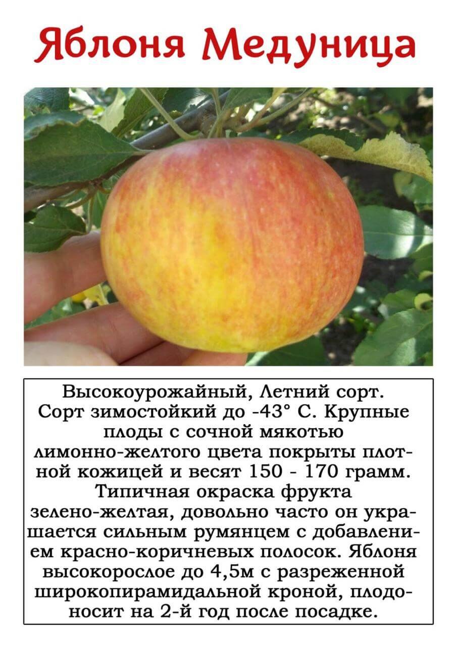 Саженцы яблоня Уэлси
